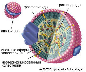 Аполипопротеин В